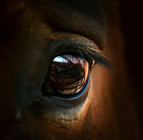 Arabian Horse Art, Beautiful Horses Photography, Horse Eye, What A Beautiful World, Horse Portrait, Horse Drawing, Eye Photography, Horse Photography, Horse Pictures