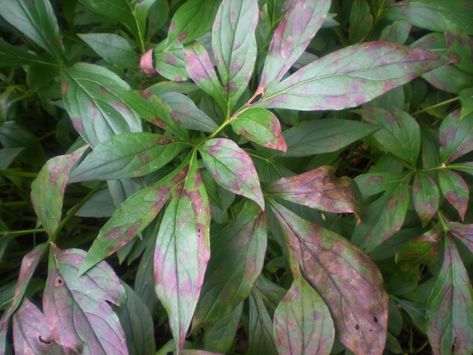 Peony Leaf Spot Causes: Tips For Treating Spotted Peony Leaves Leaf Identification, Peony Care, Itoh Peonies, Peony Leaves, Planting Peonies, Growing Peonies, Video Garden, Sun Perennials, Cottage Garden Plants