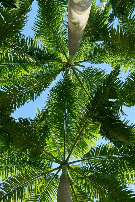 Summer Popsicles, Palm Trees Wallpaper, Daisy Field, Summer Waves, Tree Wallpaper, Summer Wallpaper, Summer Feeling, Alam Yang Indah, Summer Pictures