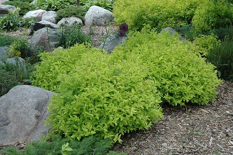 Goldmound Spirea, Spirea Shrub, Spiraea Japonica, Gardening Zones, Garden Shrubs, Chinese Garden, Landscape Services, Front Elevation, Landscaping Plants