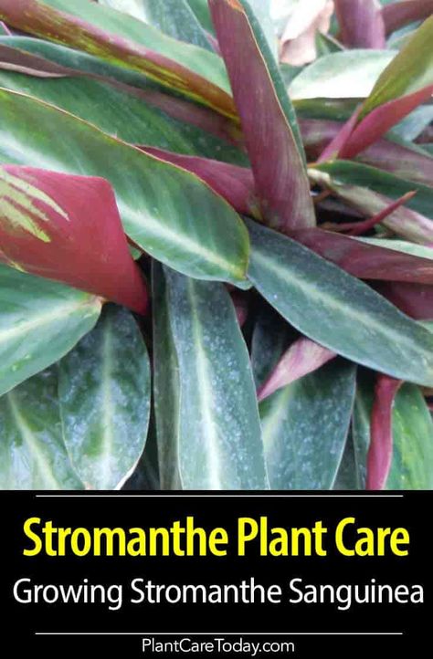 Stromanthe Plant Care: Growing Stromanthe Sanguinea Stromanthe Plant, Stromanthe Sanguinea, Gardening Essentials, Ginger Plant, Plant Care Houseplant, Flower Pot Design, Prayer Plant, Gardening 101, Indoor Flowers