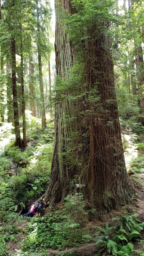 King Bigfoot: ‘Possible Bigfoot Photographed in Eureka Forest’ – Redheaded Blackbelt Bigfoot News, Sky Walk, Mammary Gland, Redwood National Park, Plenty Of Fish, Humboldt County, Willow Creek, Park Ranger, Forest Floor