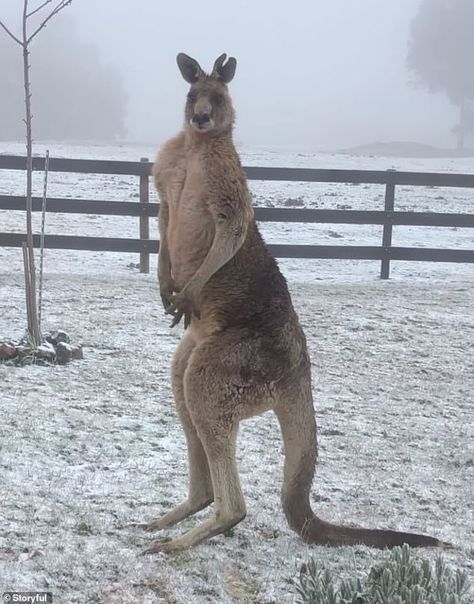 Roo look cold! Buff kangaroo appears to shiver as snow falls around him | Daily Mail Online Buff Kangaroo, Snow Falls, Farm Heroes, The Snow, Daily Mail, Kangaroo, Two By Two, Animals, Quick Saves