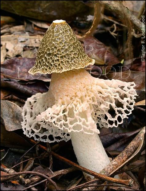 Bamboo Fungus (Phallus indusiatus) ~ © Taylor F. Lockwood Lichen Moss, Mushroom Pictures, Plant Fungus, Mushroom Fungi, Unusual Plants, Airbrush Art, Wild Mushrooms, Mushroom Art, Amazing Nature