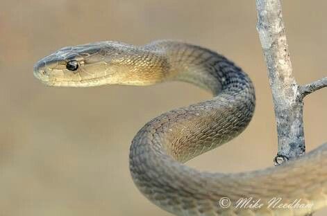 Dendroaspis polylepis - Black Mamba (Africa's Most Feared Snake) Snake Side View, Snake Reference, Snake Photography, Sand Snake, Sky Colour, Venomous Snakes, Pit Viper, Animal Reference, Cute Snake