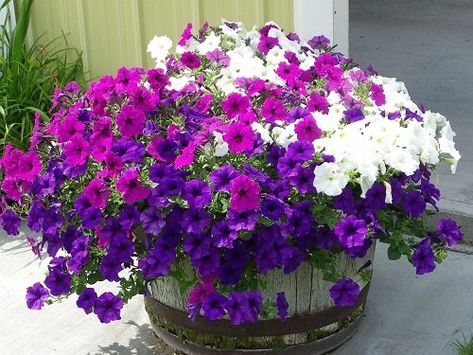 Whiskey Barrel Planter Flowers, Petunia Planter, Barrel Flowers, Whiskey Barrel Planter, Wine Barrel Planter, Wave Petunias, Petunia Plant, Petunia Flower, Porch Flowers