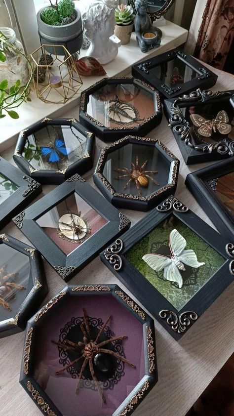 Bug Collection Display Diy, Goth Picture Frames Diy, Shadow Box Taxidermy, Moth Shadow Boxes, Bug Shadow Box Insects, Taxidermy Butterfly Wall, Pinned Bug Display, Insect Shadow Boxes, Insect Taxidermy Art