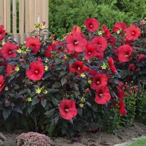 Deer Resistant Shade Plants, Perennial Hibiscus, Deer Resistant Landscaping, Red Perennials, Rabbit Resistant Plants, Proven Winners Perennials, Deer Resistant Garden, Deer Resistant Perennials, Full Sun Perennials