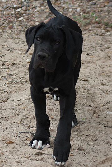 Black Great Dane, Cute Dog Costumes, Black Great Danes, Dane Puppies, Great Dane Puppy, Dane Dog, Great Dane Dogs, Dog Costumes, Weimaraner