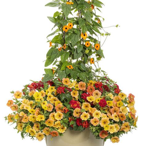 Proven Winners Containers Recipes, Proven Winners Containers, Thunbergia Alata, Container Recipes, Black Eyed Susan Vine, Plant Recipes, Lantana Camara, Florida Gardening, Orange Plant