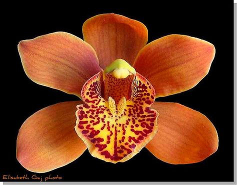 Orchid by Elisbeth Gaj. Orange Cymbidium Orchid, Cambria Orchid, Tropical Sleeve, Orchid Cymbidium, Brown Orchid, Night Orchid, Orchid Drawing, Studio Images, Orchid Necklace