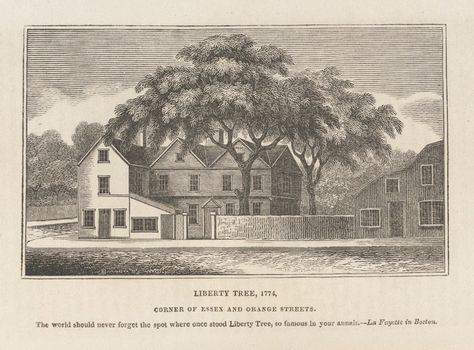 Black Sheep Squadron, Liberty Tree, Famous Trees, Boston History, Essex Street, Urban Tree, Elm Tree, Boston Common, Street Trees