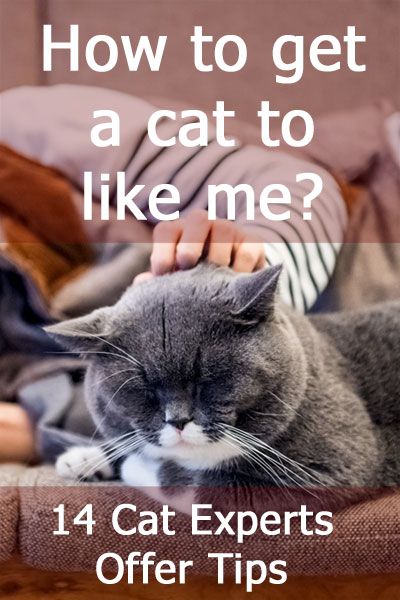 How To Get Cats To Like You, How To Befriend A Cat, How To Make A Cat Like You, How To Get Your Cat To Like You, How To Pick Up A Cat, Cat Knowledge, Cat Behavior Facts, Cat Behaviour, Getting A Kitten