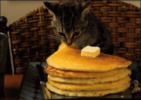 Cats Pictures, Silly Cats Pictures, Cat Pictures, Cat Boarding, Silly Animals, Funny Cat Videos, Silly Cats, Om Nom, Cat Gif