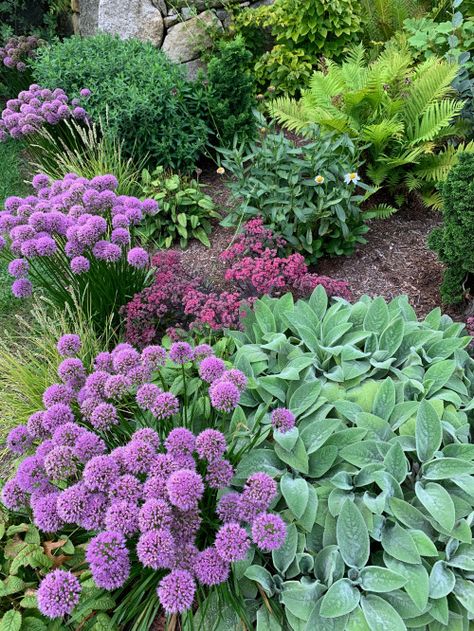 7 Drought-Tolerant Flowering Perennials That Will Add Color to Any Yard Sedum Landscaping Front Yards, Drought Tolerant Landscape Design, Tiny Gardens, Flowering Perennials, Drought Tolerant Garden, Drought Tolerant Landscape, Purple Plants, Dry Garden, Walled Garden