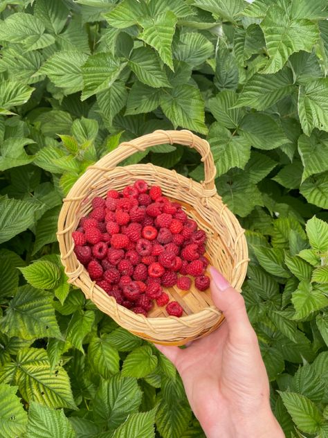 Grow your own fresh food with a raspberry plant. Ever-bearing varieties provide fresh fruit all summer long Raspberry Plant, Raspberry Plants, Aesthetic 2023, Harvest Basket, Grow Your Own, Fresh Food, Fresh Fruit, Garden Inspiration, Decorative Wicker Basket