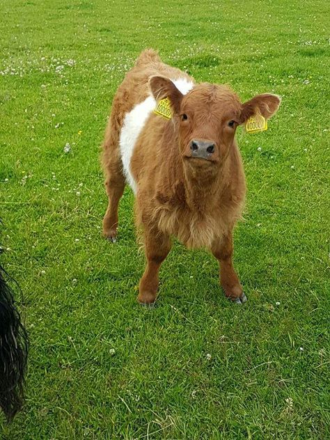 Belted Galloway. Belted Galloway Cows Art, Belted Galloway Cows, Galloway Cattle, Belted Galloway, Mini Cows, Cattle Breeds, Fluffy Cows, Cow Art, Cuteness Overload