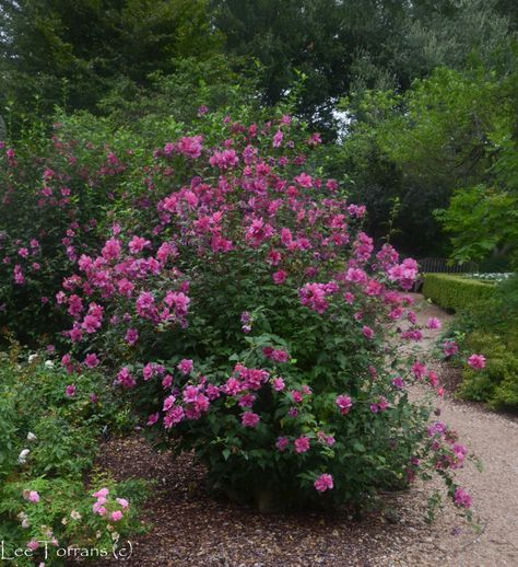 Double Althea Shrub, can be made into a tree as well. Flowering Shrubs For Shade, Spring Blooming Trees, Hibiscus Bush, Texas Landscaping, Texas Plants, Texas Native Plants, Plants Under Trees, Bush Garden, Hardy Hibiscus