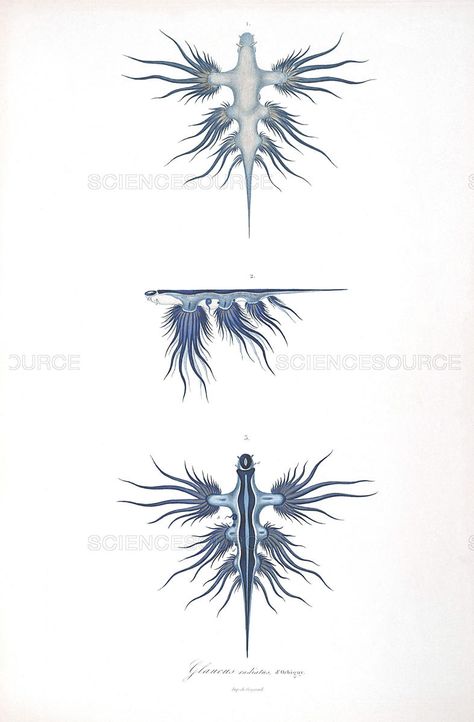 beautiful Glaucus Atlanticus illustration Blue Dragon Sea Slug Tattoo, Blue Sea Dragon Tattoo, Blue Glaucus Tattoo, Glaucus Atlanticus Tattoo, Slug Tattoo, Blue Glaucus, Steampunk Captain, Blue Sea Slug, Glaucus Atlanticus