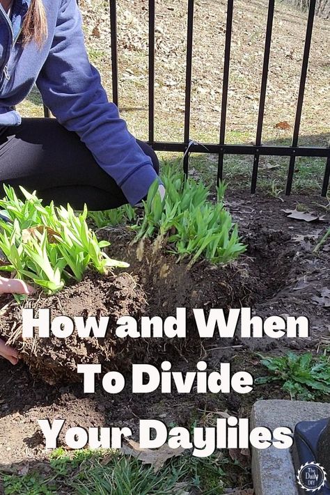 Split Your Lilies In Spring The Easy Way - The Daily DIY How To Divide Plants, How To Care For Daylilies, Splitting Day Lillies, Dividing Day Lilies, Planting Daylilies, Day Lilies Landscaping, Daylily Landscaping, Landscaping With Daylilies, Daylilies Landscaping