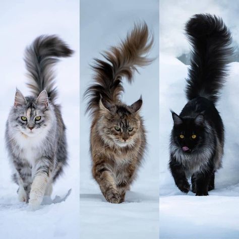 Maine Cooney Cats, Mainecoon Cat, Rare Cats, Cute Cats Photos, Warrior Cat, Kittens Funny, Warrior Cats, Cat Theme, Maine Coon