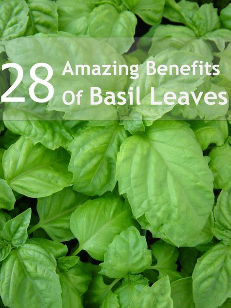 28 Amazing Benefits Of Basil Leaves For Skin, Hair And Health Holy Basil Benefits, Benefits Of Basil, Freezing Lemons, Basil Tea, Tomato Nutrition, Matcha Benefits, Coconut Health Benefits, Benefits Of Coconut Oil, Holy Basil