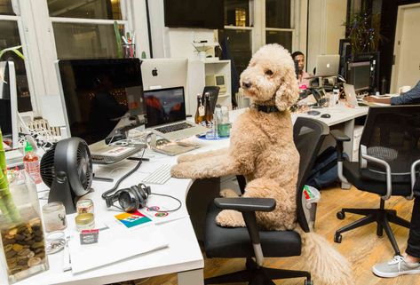 NYC's Most Famous Working Dogs of Instagram in Cute Office Pics - Thrillist Nyc Instagram Pictures, Office Dog, Nyc Instagram, Natural Pet Food, Famous Dogs, Instagram Famous, Cute Office, Animal Magic, Pet Friendly Hotels