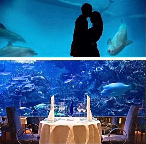 Underwater Proposal, Aquarium Proposal, Proposal Ideas Unique, Dream Proposal, Unique Proposals, Proposal Pictures, Date Idea, The Aquarium, Fun Day