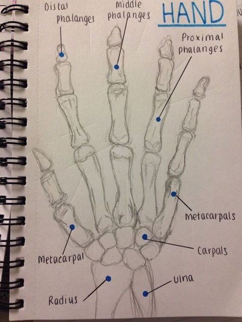 Biology Diagrams, Learn Biology, Nursing School Essential, Study Biology, Medical School Life, Basic Anatomy And Physiology, Nurse Study Notes, Nursing Student Tips, Biology Facts