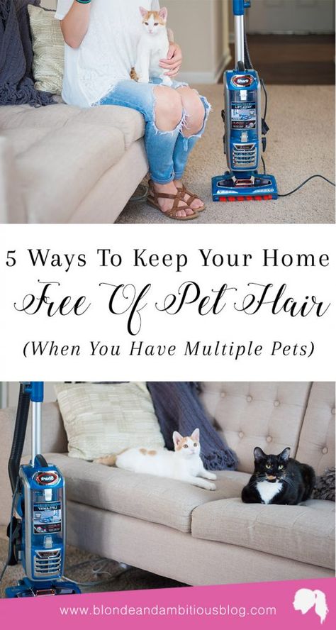 5 WAYS TO KEEP YOUR HOME FREE OF PET HAIR (WHEN YOU HAVE MULTIPLE PETS) -- multiple pet home, pet hair removal, pet hair hacks, pet hair off furniture, multiple pet family, cat hair removal Pet Hair Removal Furniture, Getting A Kitten, Cat Hair Removal, Happy Fri-yay, Cleaning Pet Hair, Pet Allergies, Pet Hair Removal, Baby Kittens, Cat Hair