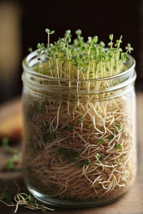 Alfalfa sprouts are a nutritious and delicious addition to salads, sandwiches, and smoothies.
Growing them at home is easy and requires minimal supplies.
#DIYAlfalfaSprouts
#HomegrownSprouts
#SproutingAtHome
#HealthyDIY
#KitchenGardening
#GrowYourOwnFood
#DIYHealthyEating
#SproutingSeeds
#AlfalfaSproutRecipe
#NutritiousDIY
#HealthyLiving
#DIYGardening Alfalfa Sprouts Recipes, Alfalfa Sprouts, Sprouting Seeds, Green Ranger, Diy Gardening, Replant, Grow Your Own Food, Grow Your Own, Diy Garden