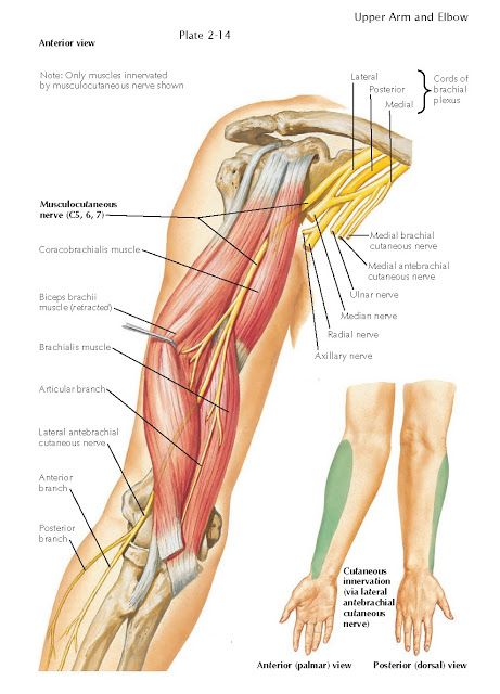 MUSCULOCUTANEOUS NERVE   Peripheral Nerves   The terminal branches of the brachial plexus (the musculocutaneous, median, ulnar, and radia... Musculocutaneous Nerve, Hip Anatomy, Nerve Anatomy, Arm Anatomy, Radial Nerve, Ulnar Nerve, Gross Anatomy, Bolesti Chrbta, Peripheral Nerve