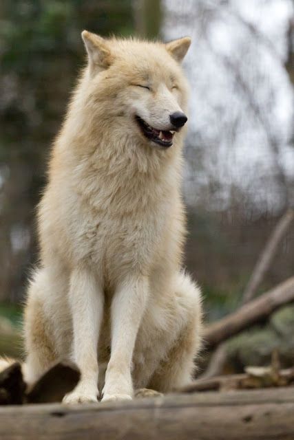 White Wolf : 17 Pictures Of Happiest Wolves Who Show The Best "Smiles" Wolf Poses, Wolf World, Wolf Photos, Wolf Love, Wild Wolf, Wolf Pictures, Wolf Spirit, Beautiful Wolves, Wild Creatures