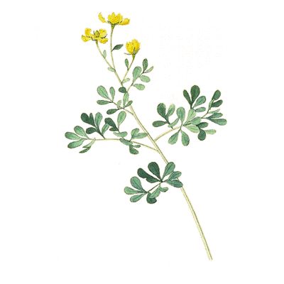 Rue is such a meaningful herb. Cimaruta Tattoo, Rue Tattoo, Rue Herb, Ruta Graveolens, Herbs List, Plant Tattoo, Flowers Tattoo, Diy Tattoo, 수채화 그림