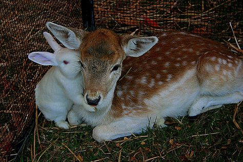 Deer & Bunny Love Blessed Images, Odd Couples, Animals Friendship, Bunny Pictures, Like Animals, Baby Deer, Cute Wild Animals, Animal Pics, Weird Animals