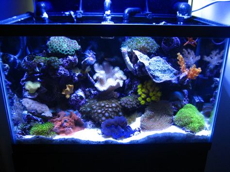 Another 10 gallon. 10 Gallon Salt Water Tank, Salt Water Tank, Aquarium Inspiration, Saltwater Aquariums, Coral Reef Aquarium, Reef Fish, Saltwater Tank, Fish Aquarium, Reef Aquarium