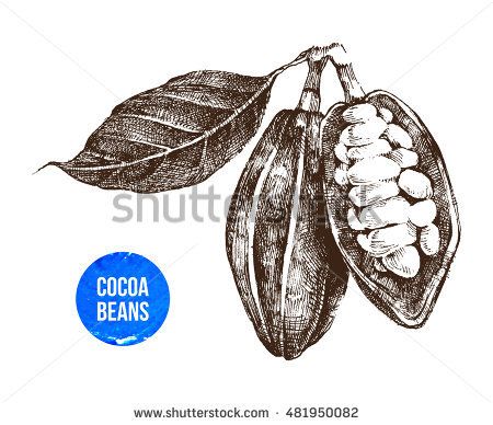 Cocoa Beans, Chocolate Heaven, Banner Printing, Vector Hand, Image Photography, Vector Art, Cocoa, Stock Illustration, White Background