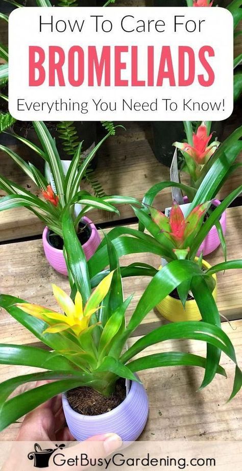 Learn how to grow bromeliads! This detailed bromeliad plant care guide has everything you need to know about growing bromeliads. Bromeliads are easy to grow indoor plants, but caring for them is different than many other plants. Don’t worry, bromeliad plant care isn’t difficult, it’s just… well, different. Bromeliad Plant, Hanging Plants Diy, Plant Care Guide, Trendy Plants, Hanging Plants Indoor, Indoor Plant Care, House Plants Decor, House Plant Care, Hydroponic Gardening