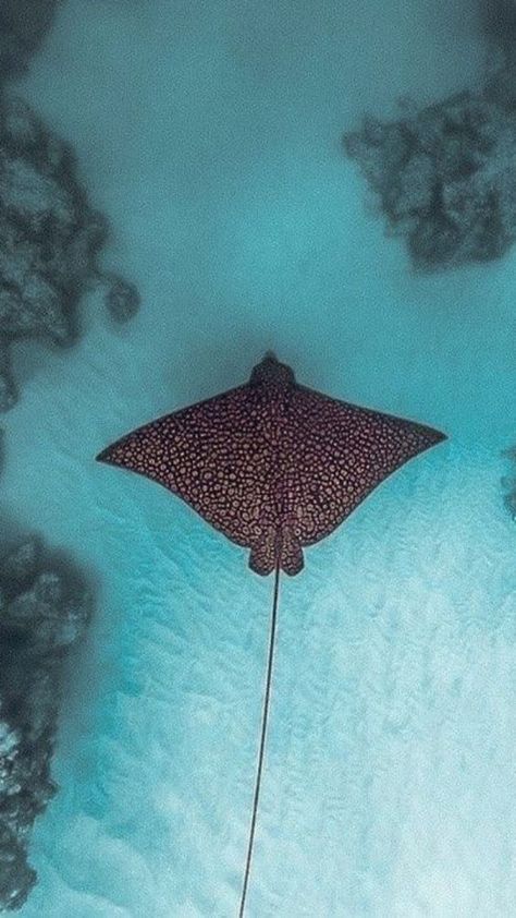 Sting Ray Wallpaper Aesthetic, Stingray Lockscreen, Sea Life Wallpaper Iphone, Stingray Wallpaper Aesthetic, Cardboard Stingray, Stingray Pictures, Stingray Aesthetic, Sea Creatures Wallpaper, Stingray Wallpaper