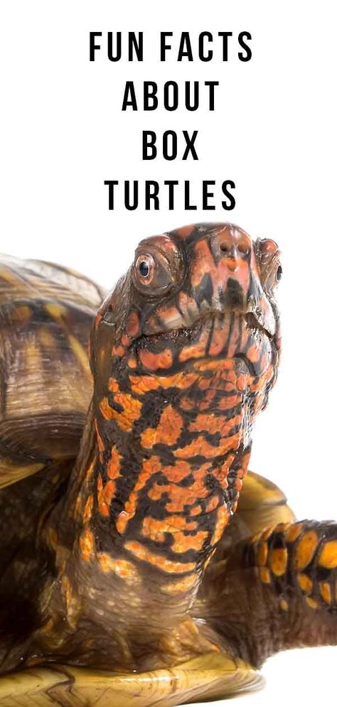 A box turtle pet can be a wonderful, enriching and entertaining addition to your family! Box Turtle Habitat, Turtle Cage, Turtle Pet, Florida Animals, Turtle Enclosure, Turtles Pet, Turtle House, Box Turtles, Turtle Sanctuary