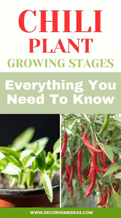 Uncover the complete lifecycle of chili plants with this informative guide. From germination to harvesting, learn about every vital growing stage, ensuring successful chili cultivation and a bountiful harvest. Growing Chillies, Planting Pot, Spider Mites, Seed Germination, Bountiful Harvest, Neem Oil, Liquid Fertilizer, Plant Needs, Potting Soil