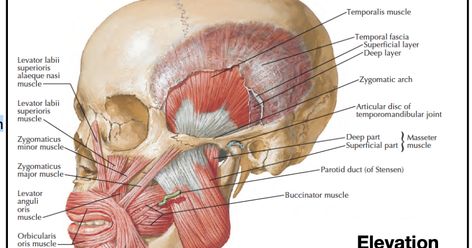 Muscles of Mastication - Masseter Muscle | Temporalis | Lateral & medial Pterygoid muscle Origin | Insertion | Nerve Supply | Action | AA Pterygoid Muscle, Maxillary Nerve, Palatine Bone, Masseter Muscle, Sternocleidomastoid Muscle, Internal Carotid Artery, Subclavian Artery, Parotid Gland, Vertebral Artery