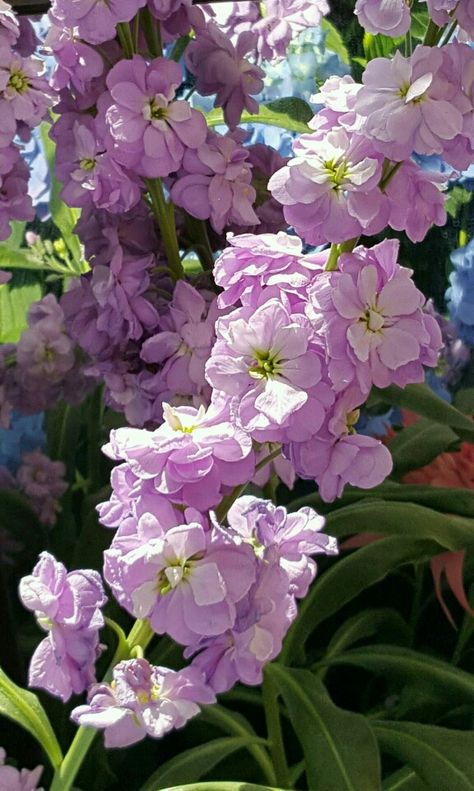 'Katz Lavender Blue' Stock (Matthiola incana) Matthiola Incana, Flower Aesthetics, Flor Tattoo, Flower Identification, Virtual Flowers, Stock Flower, Purple Garden, Line Flower, Beautiful Flower Arrangements