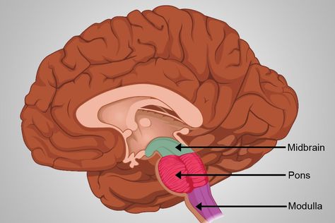 Medulla Oblongata: Definition ... Medulla Oblongata, Embryonic Development, Cerebral Cortex, White Matter, Cranial Nerves, Brain Stem, Health Signs, Autonomic Nervous System, Structure And Function