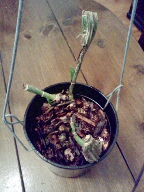 When I received this plant, it had no roots, no leaves, and its pseudobulbs were shrivelled down to near nothing. Still, I stuck it in a pot and hung it in the sun. Two weeks later, it was growing two new leaves. Garden Bug Spray, Caring For Orchids, Plant Experiments, Potted Orchid, Orchid Ideas, Indoor Orchids, Orchid Plant Care, Plants Outside, Orchid Roots