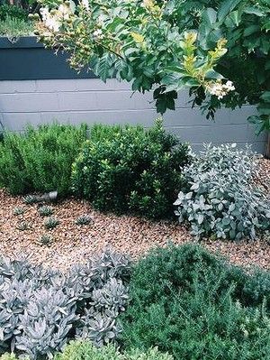 Top trios in Peter Fudge's garden. Foreground: Kalanchoe tomentosa, Crassula ovate, Westringia 'Jervis Gem'. Back: rosemary, Raphiolepis 'Oriental Pearl', Kalanchoe 'Silver Spoons'. Ideas For Small Gardens, Gardening Magazine, Rockery Garden, Bush Garden, Succulent Landscape Design, Australian Native Garden, Succulent Landscaping, Dry Garden, Hidden Garden