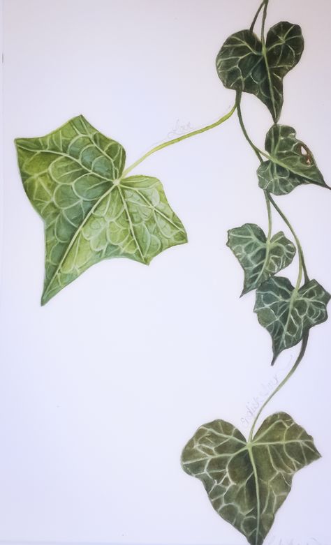 My watercolor study of ivy leaves! Ivy Leaf Drawing, Ivy Plant Indoor, Ivy Tattoo, Watercolor Study, Ivy Flower, Art Alevel, Ivy Leaves, English Ivy, Ivy Plants