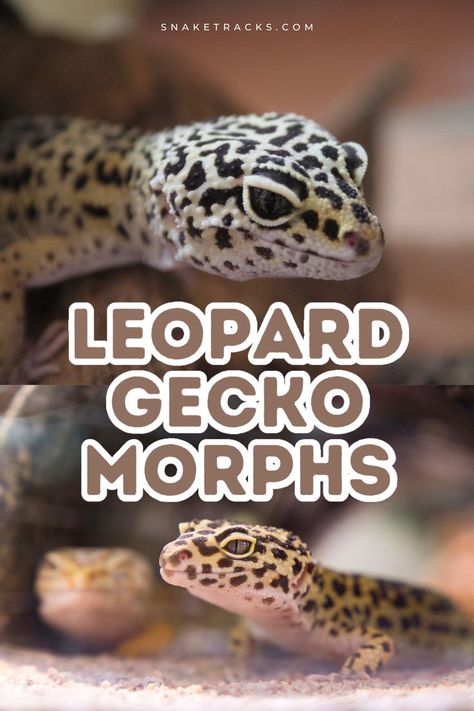 34 Leopard Gecko Morphs You are Going to Love. Leopard geckos are known for their docile and hardy nature. These reptiles are docile and hardy nature, easy to care for and don’t require any special care. This makes them popular pets. #geckos Cute Animal Pfp, Pet Gecko, Gecko Morphs, Leopard Gecko Cute, Leopard Gecko Habitat, Leopard Gecko Care, Leopard Gecko Morphs, Animal Pfp, Pet Aesthetic