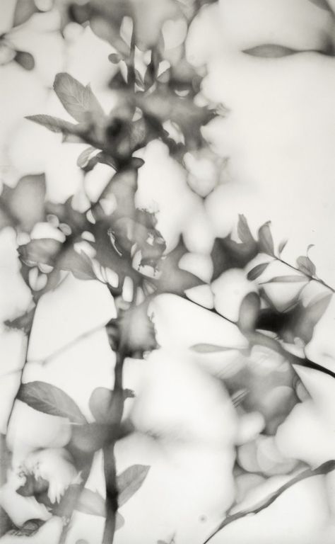 Shadow Photography, Charcoal Art, Encaustic Art, Web Graphic Design, Motivational Art, Flower Branch, Elegant Art, Leaf Art, Art Reference Photos