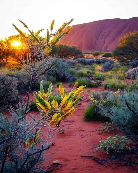 Northern Australia, Australian Landscapes, Central Australia, Australian Desert, Australia Landscape, Desert Colors, Australian Outback, Food Medicine, Outback Australia